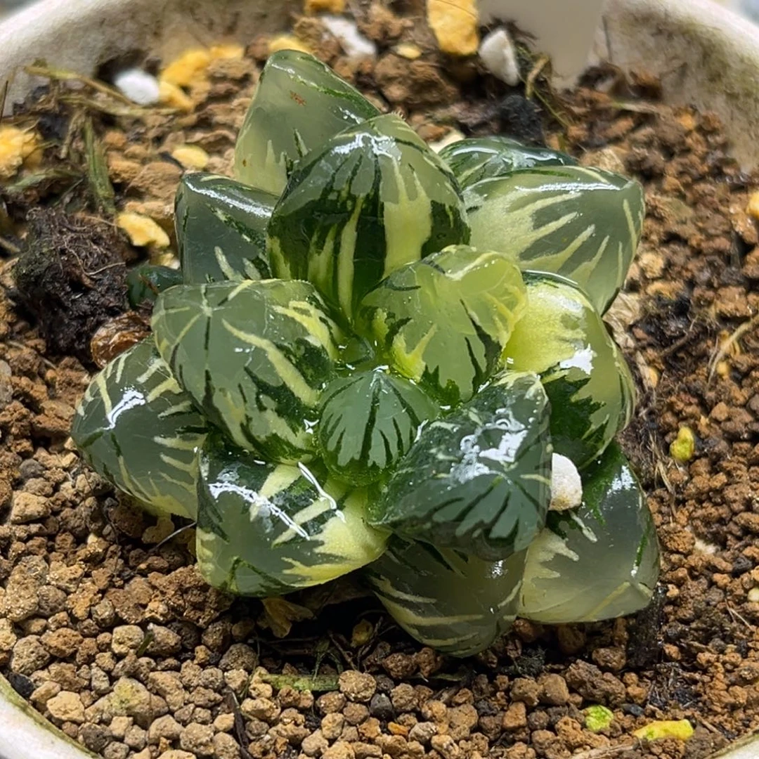 81黑葡萄玉露锦带仔福利专场