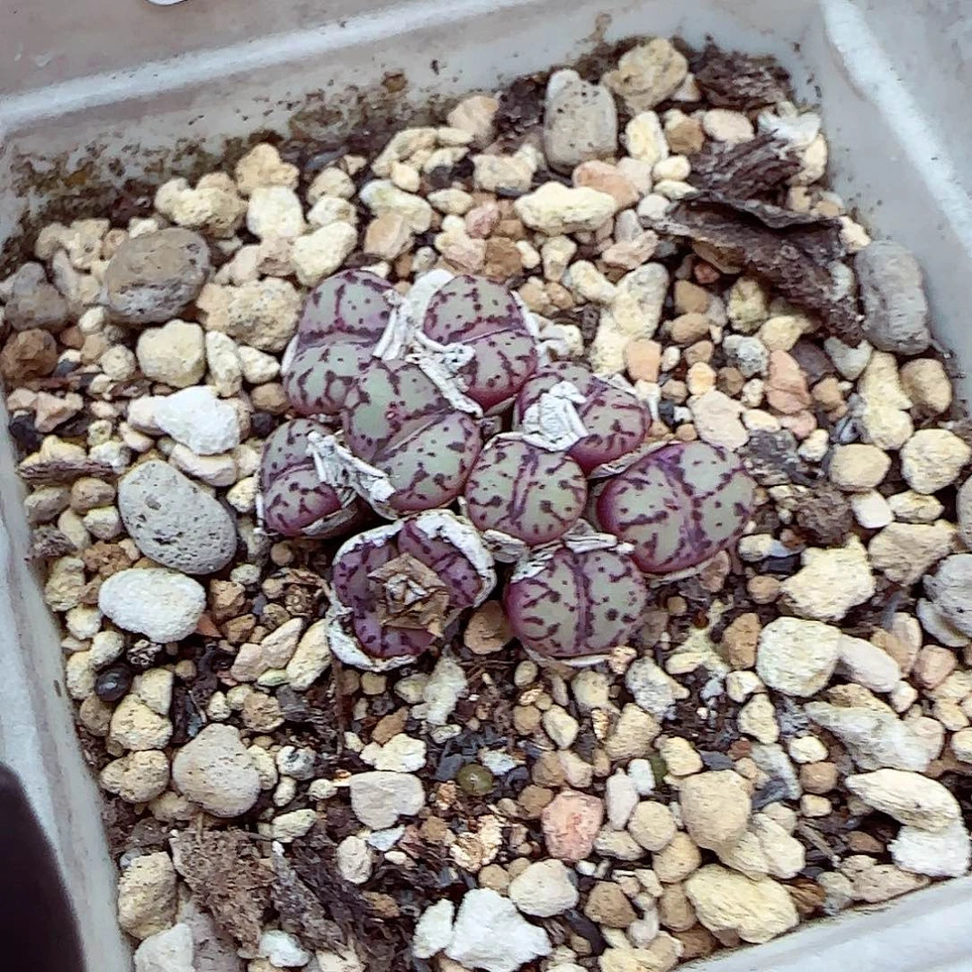 生石花满18包邮0918-39