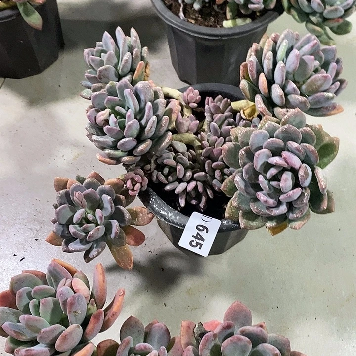 柚***⊙645灰姑娘多肉植物