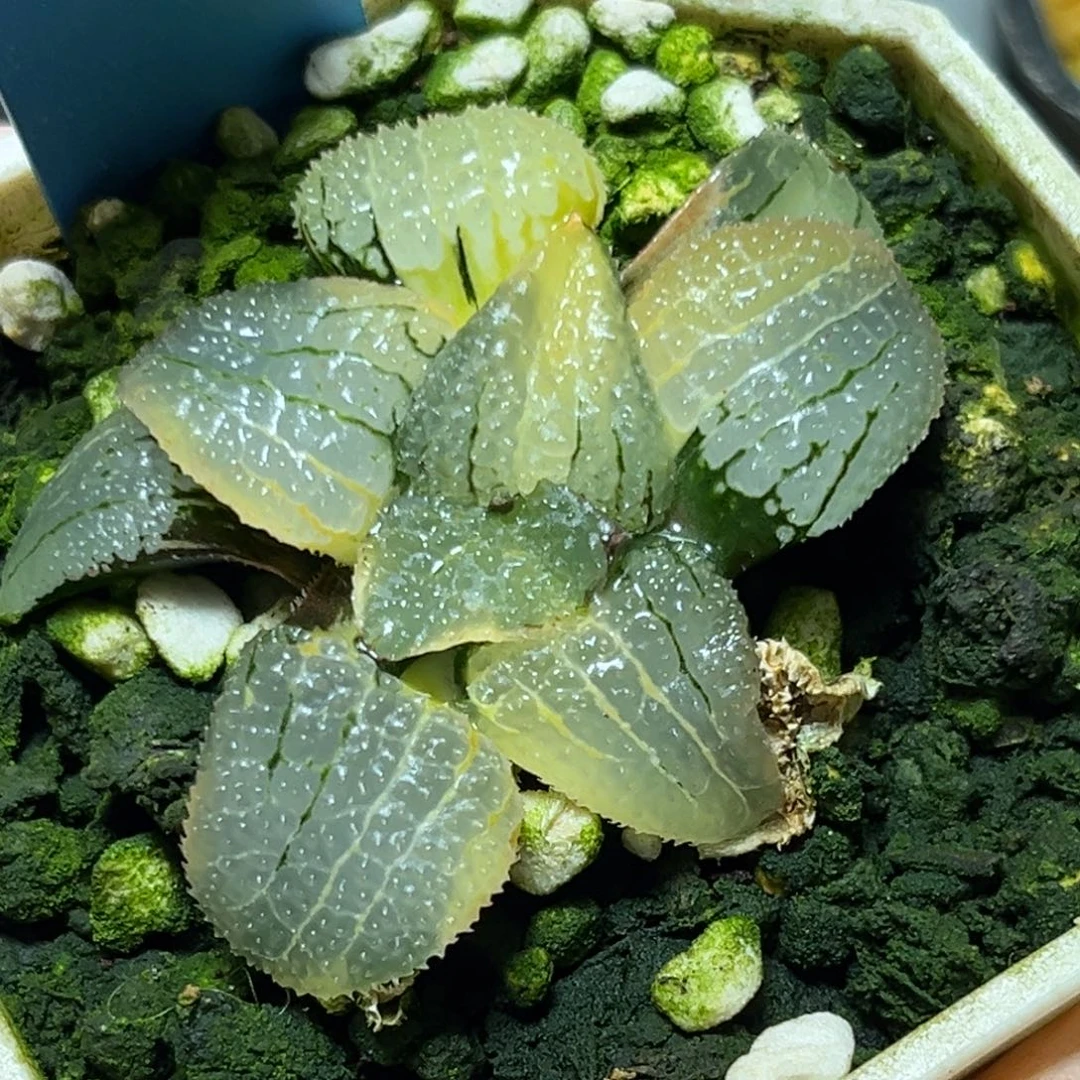 恭喜发财大吉大利685