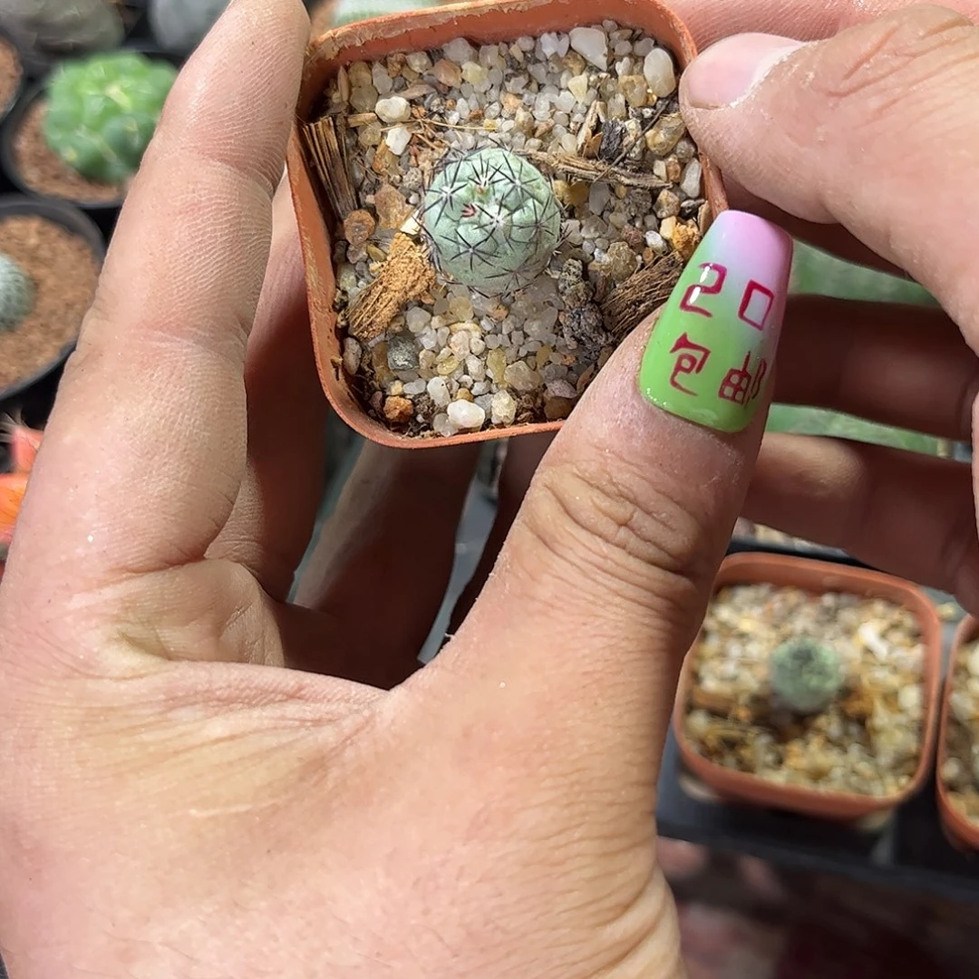 单头帝王丸自根单头发货有根发货