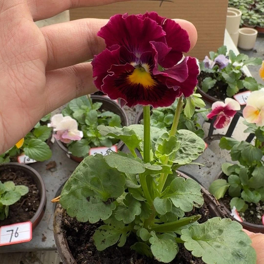 大部分花苞少量开放100