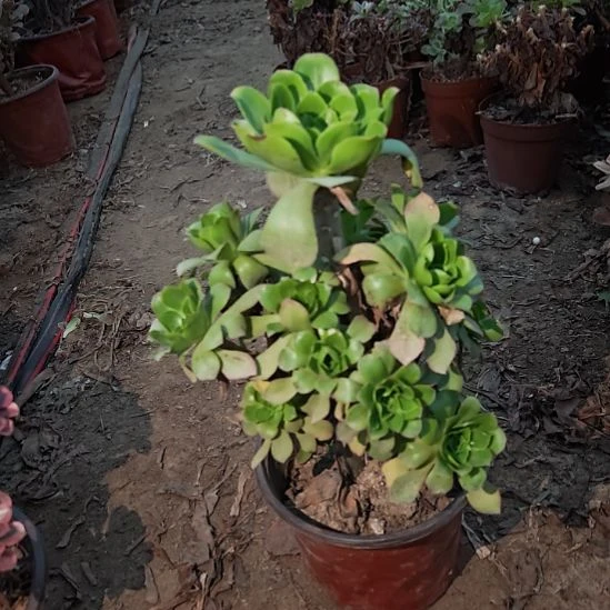 君美丽加急发货26