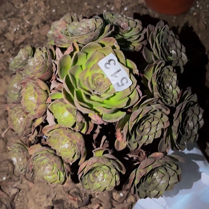 513桃花石多肉植物