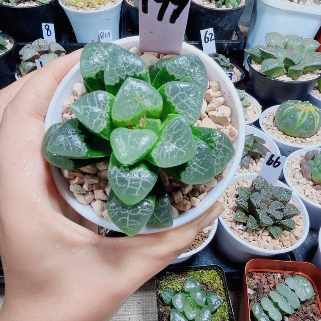 祥云克多肉植物6666