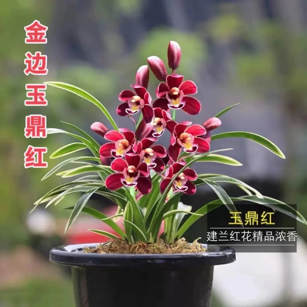 【金边玉鼎红】老种建兰叶带金边 矮种铭品 好养浓香