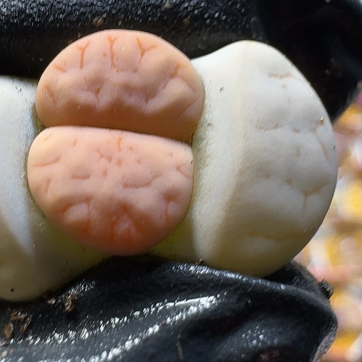 生石花22:：：：。   35号