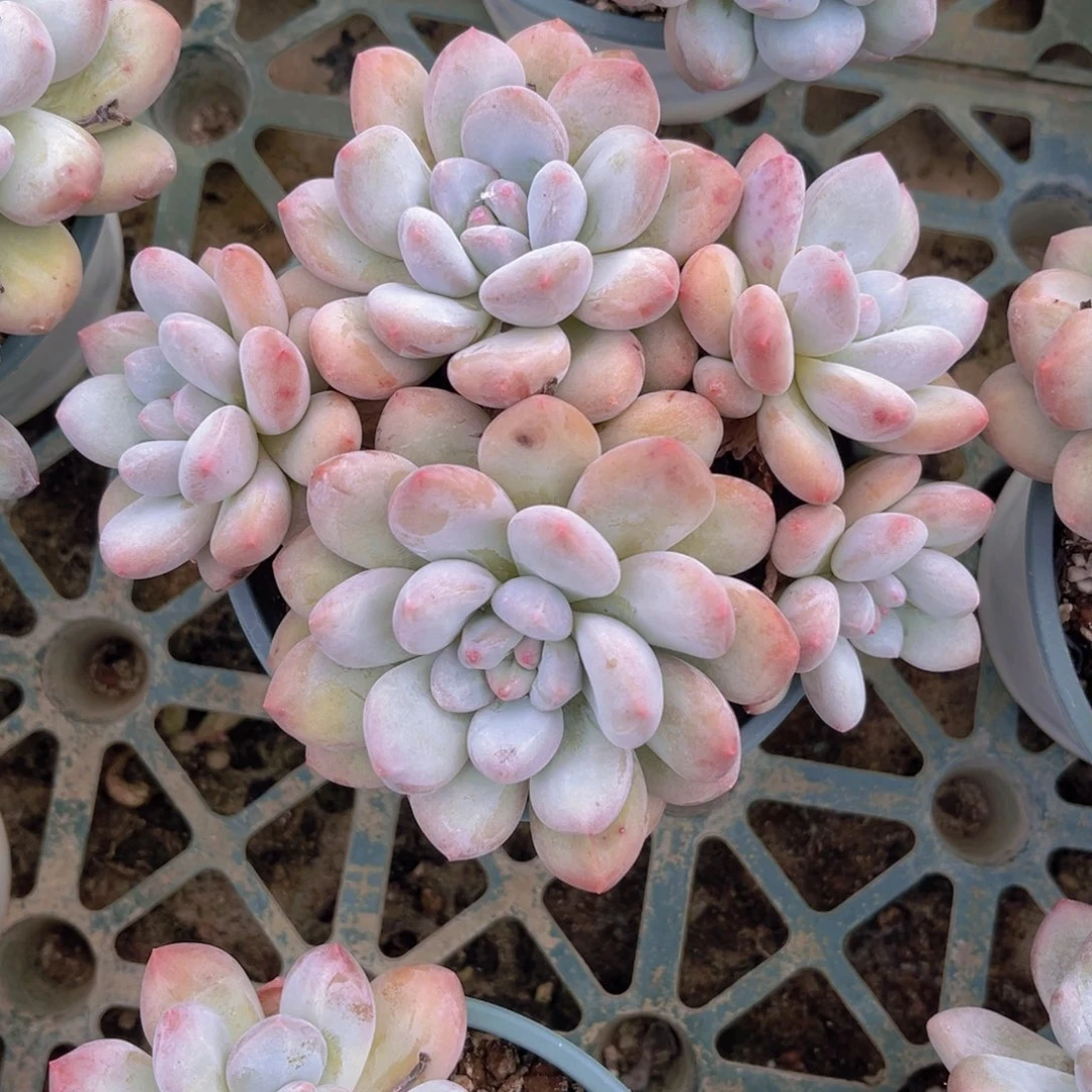 香水16公分99999999