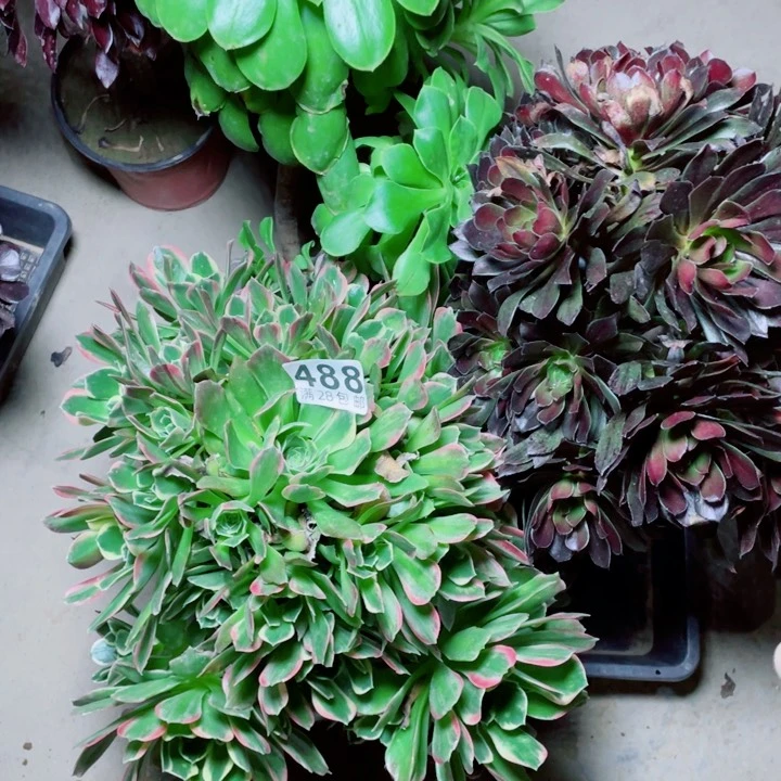 多肉植物组合488