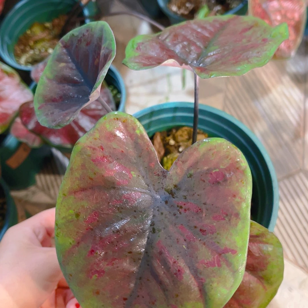 完全开放1884泰彩一物一拍