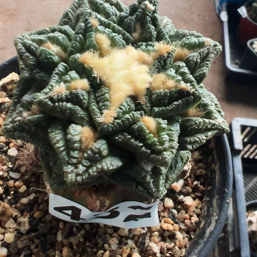 无花朵福利隔尤辛顿牡丹432