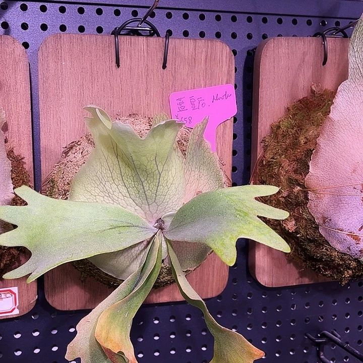 不开花植物Nook蓝皇后