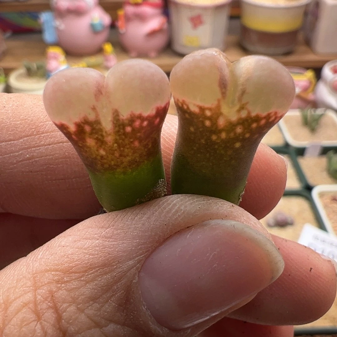 137。新品风铃513两颗