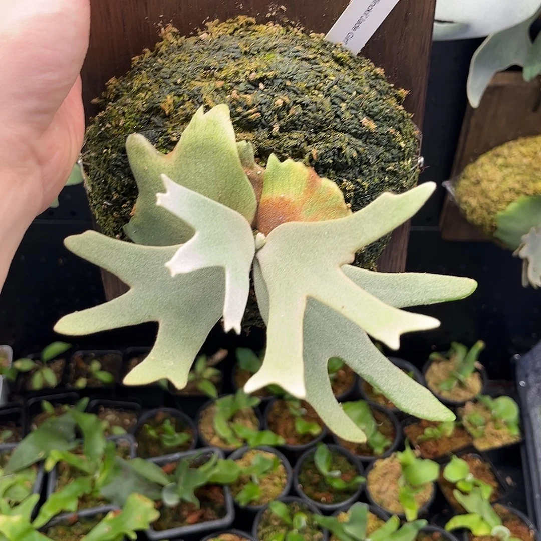不开花植物侏儒爪哇玉女鹿角蕨