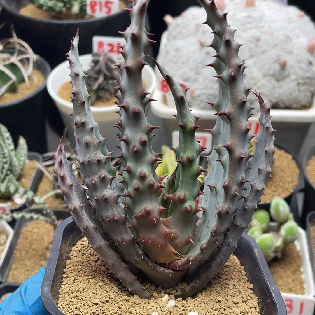 实生宽叶鬼切芦荟中