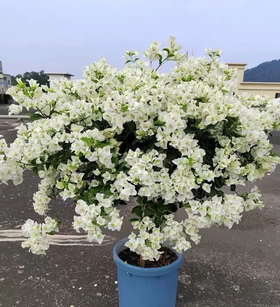 【白雪公主】 爆品爬藤原盆原土四季开花  三角梅