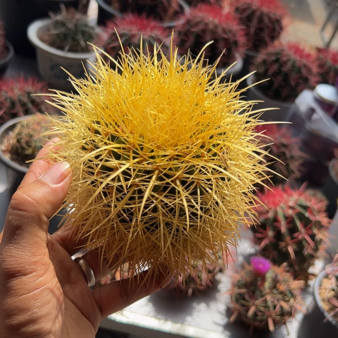 墨西哥怒虎（微瑕疵）