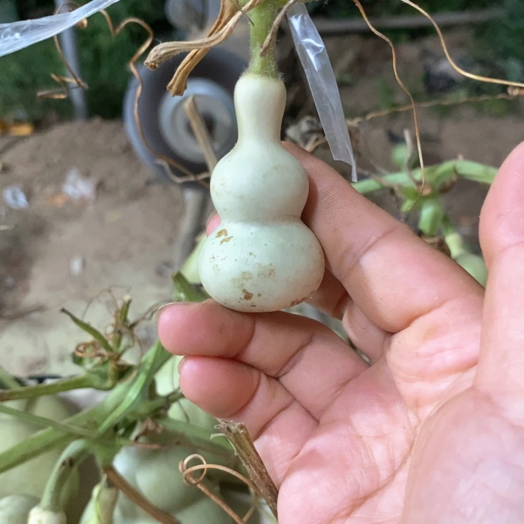 一***秋葫芦葫芦葫芦葫芦葫芦