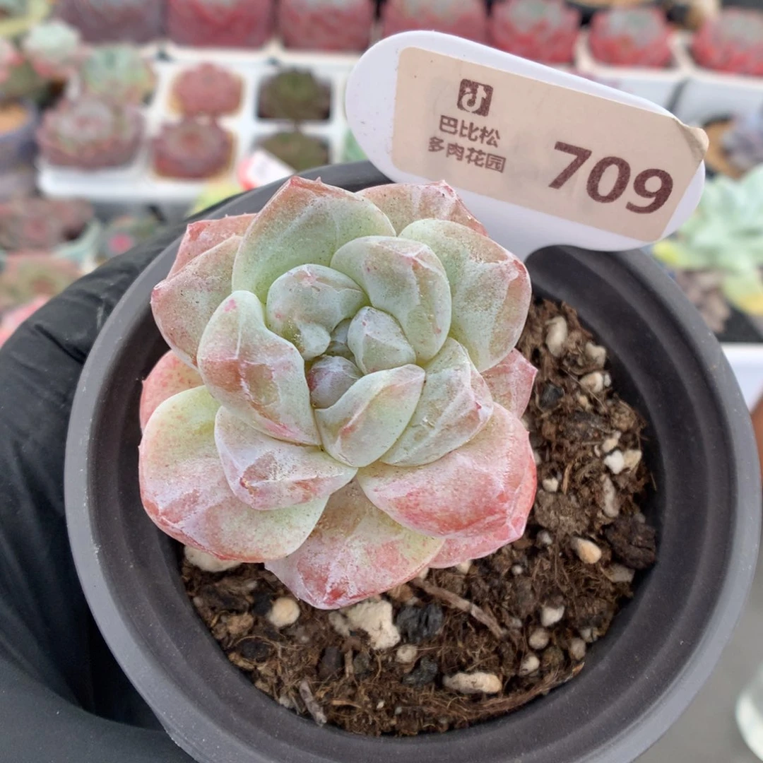709 冰玉石化多肉