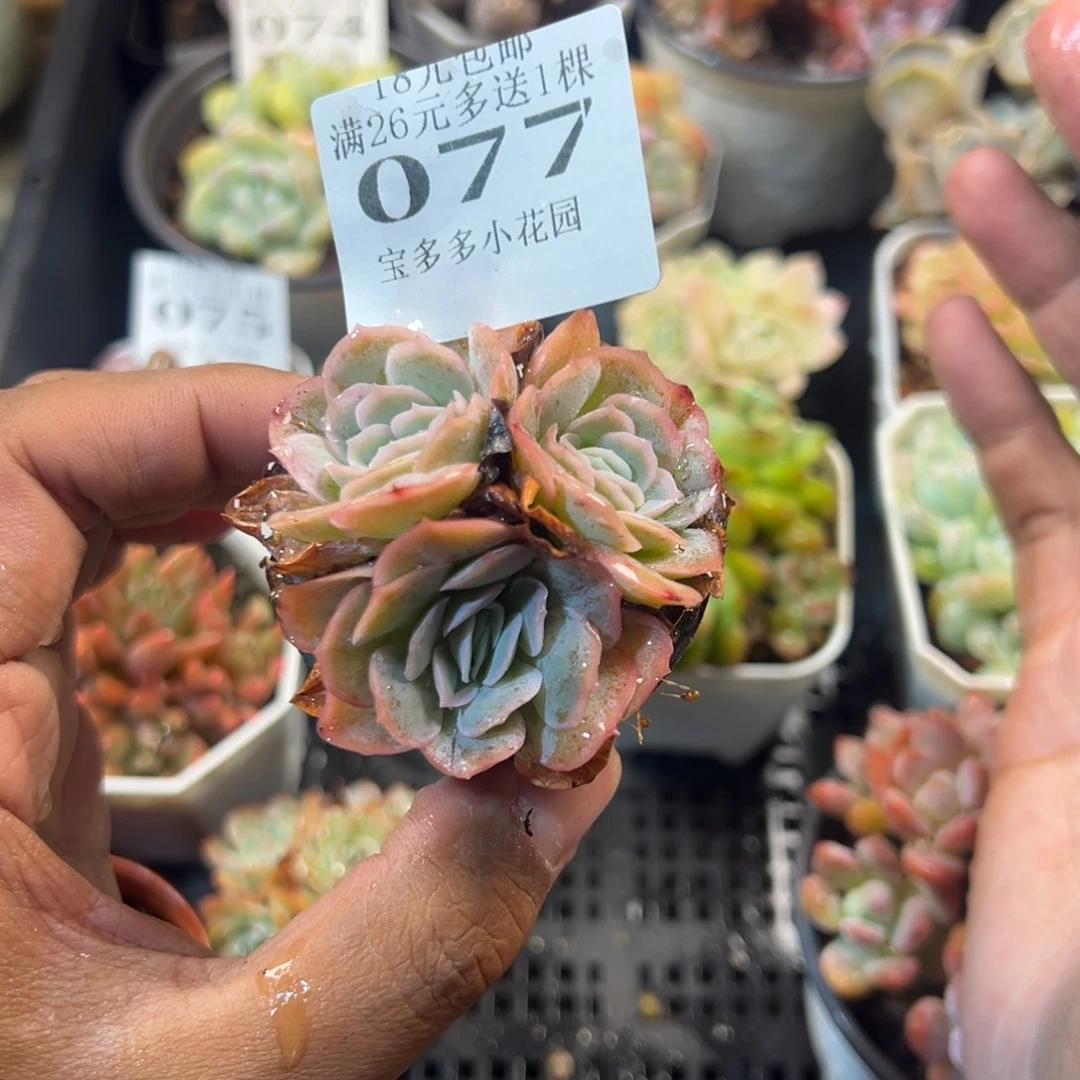 三头卷边一物一拍满18包邮满26送一颗多肉