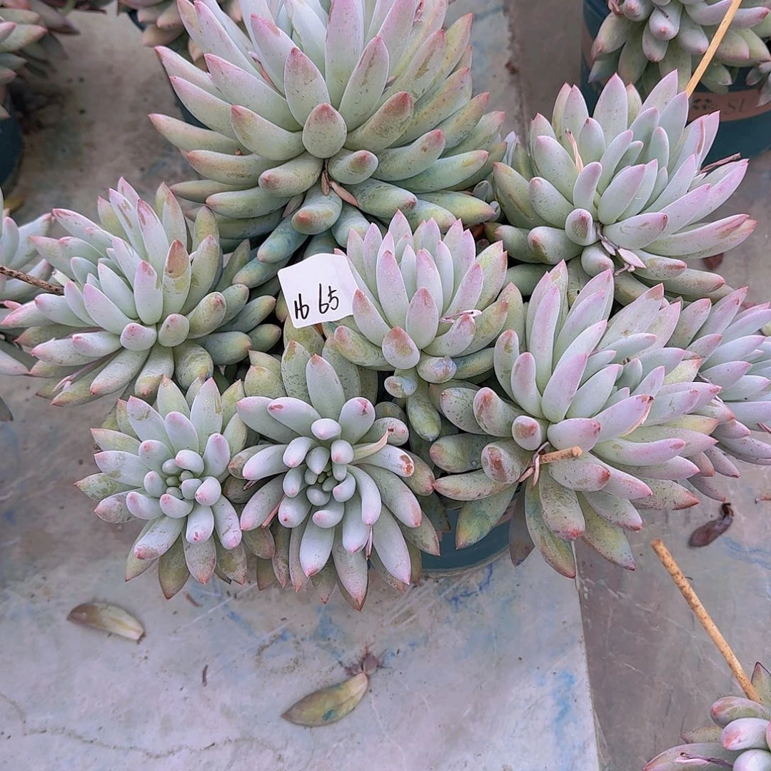 ****٭1665所罗门多肉植物