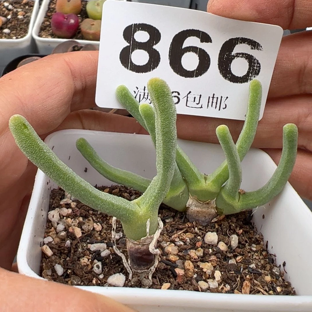 2.24好看的多肉脱土发货866