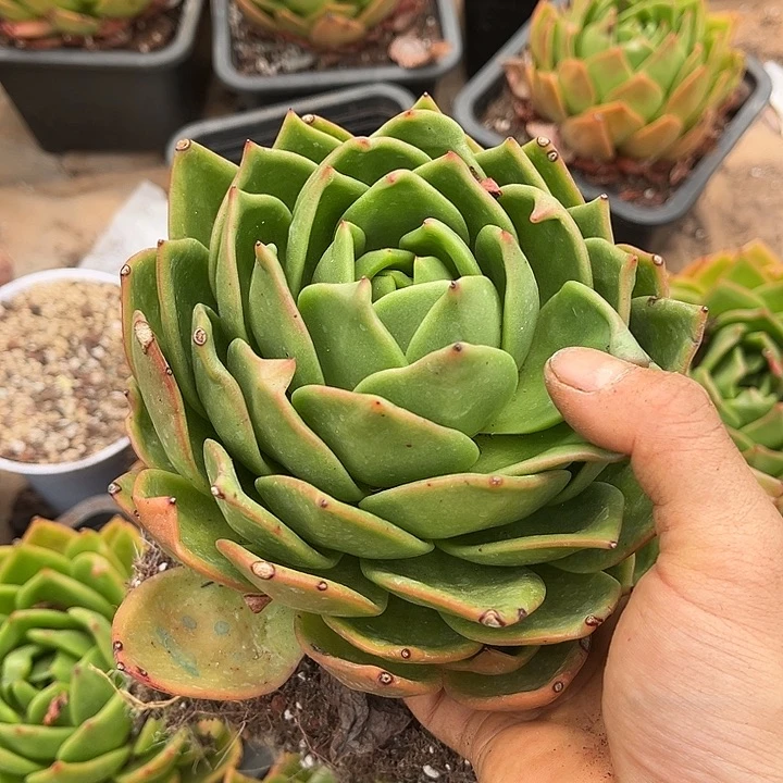 鹦鹉螺19.88多肉植物