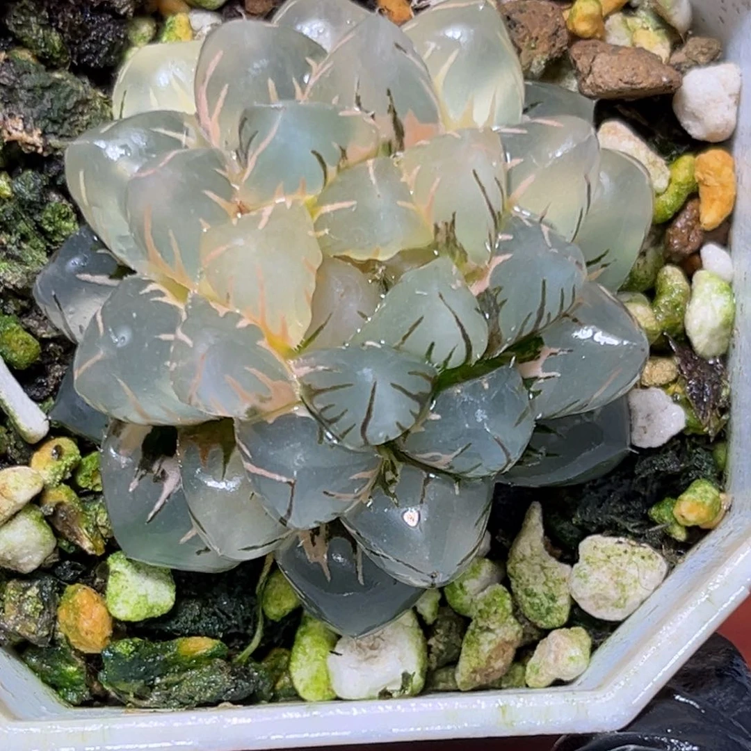 恭喜发财大吉大利941