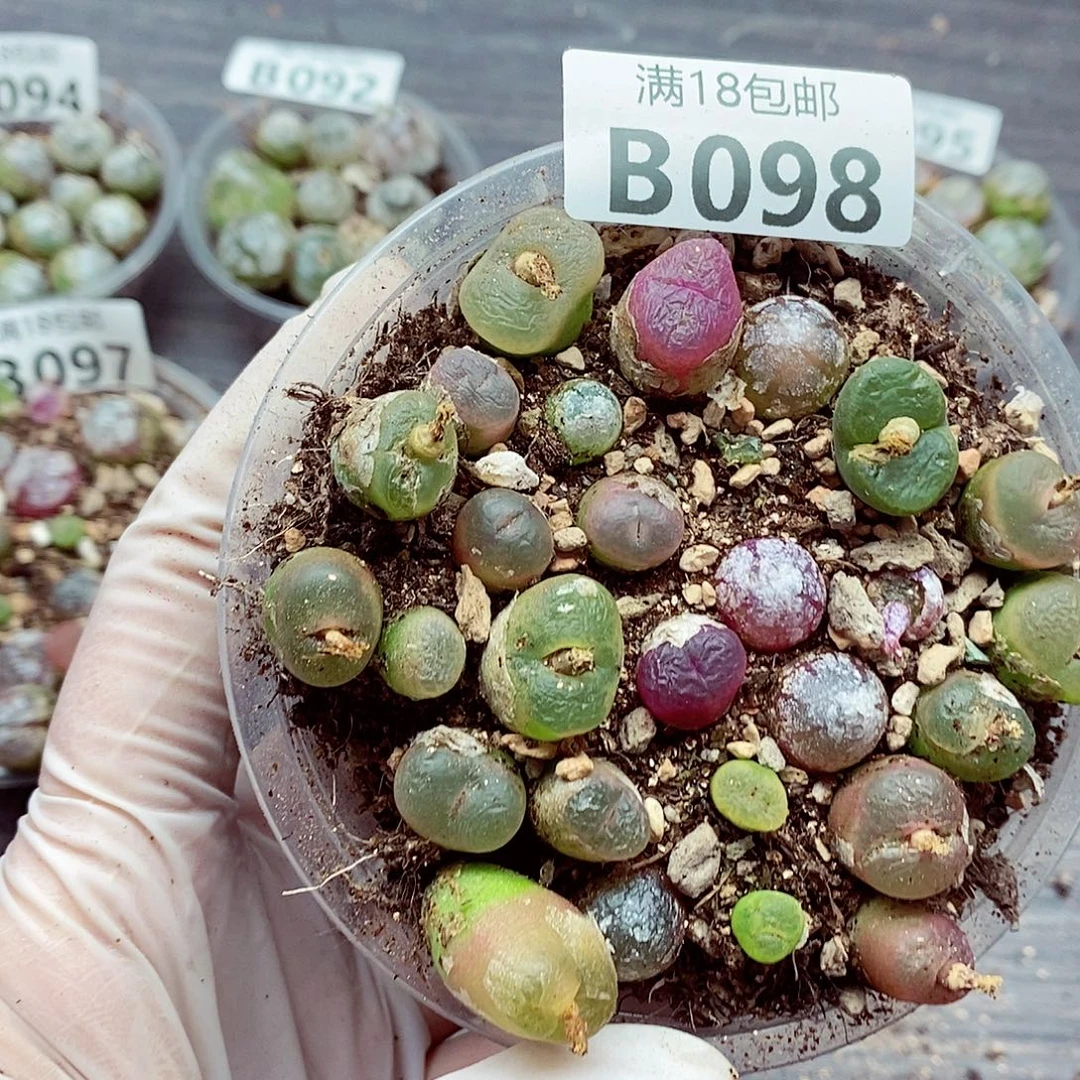 98啊咯哦哦哦哦我