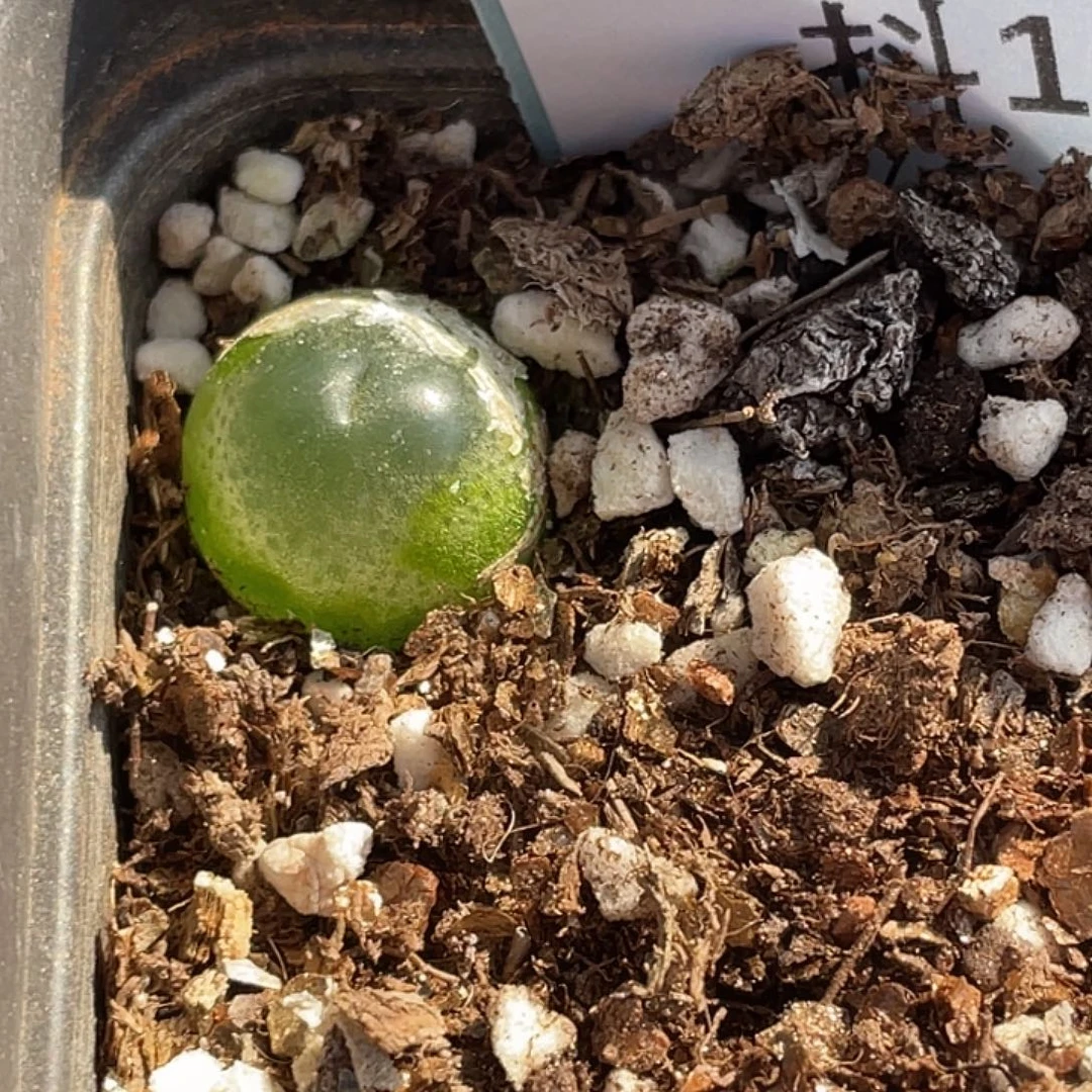 1-13拉登多肉植物