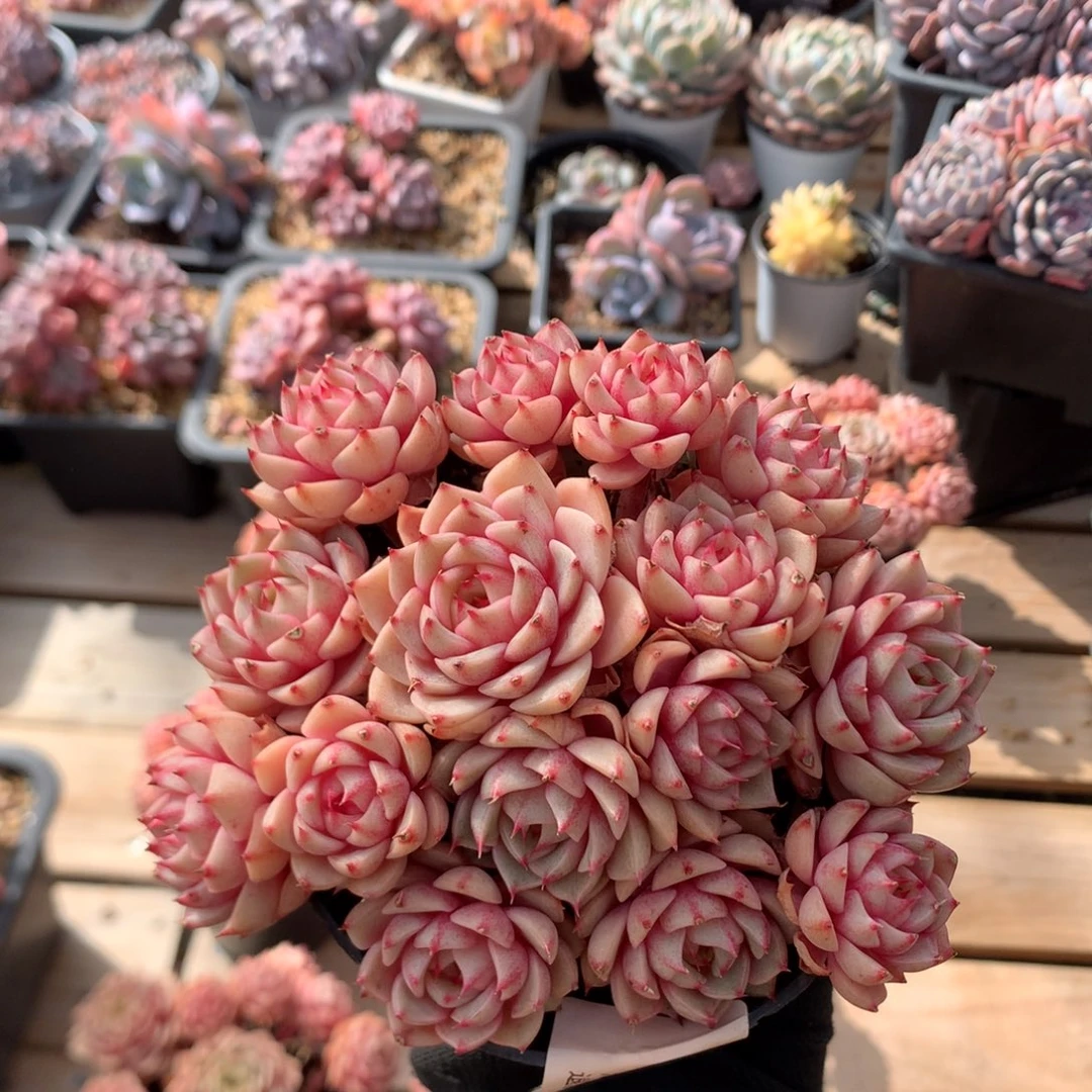 13厘米15头苯巴蒂斯 捧花 无砍 5769