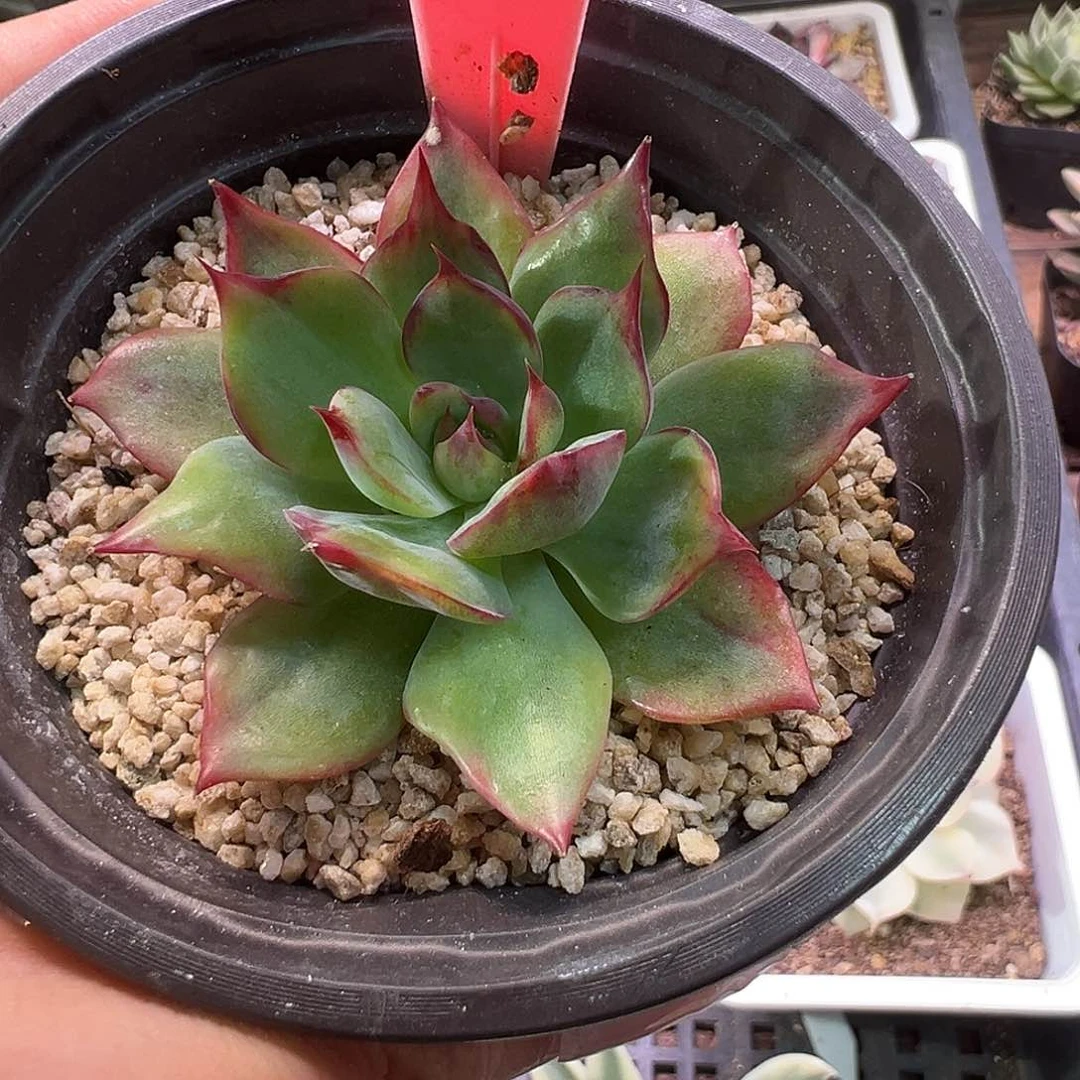 虚*Z3惊鸿仙子锦多肉植物