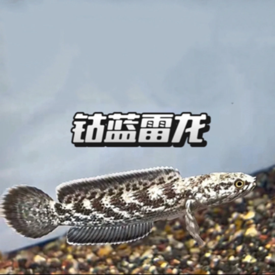 精品钴蓝雷龙大白边宽边猛鱼热带淡水鱼中型雷龙