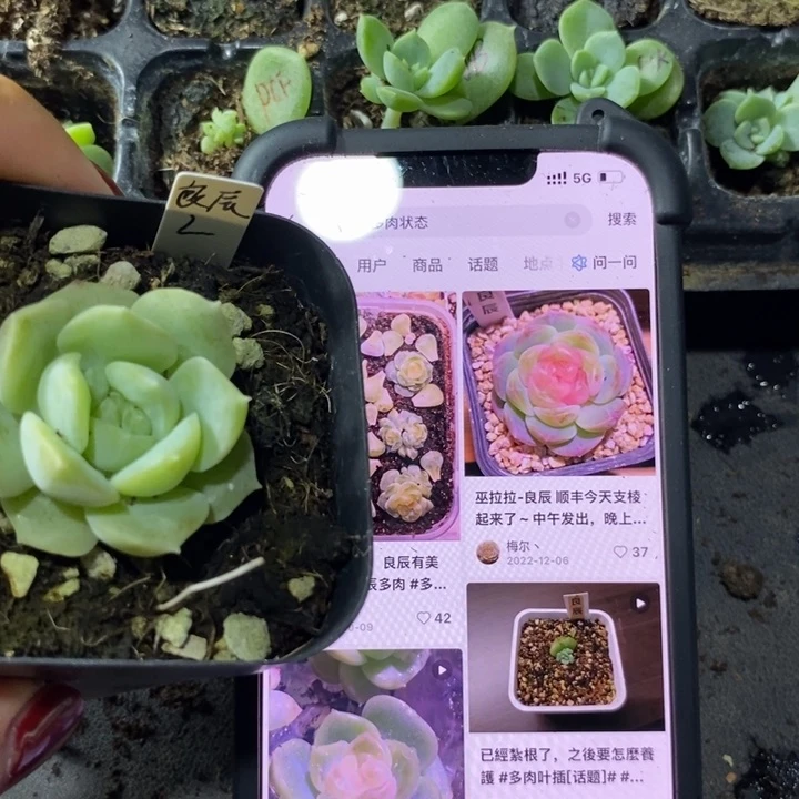 上盆良辰一个多肉