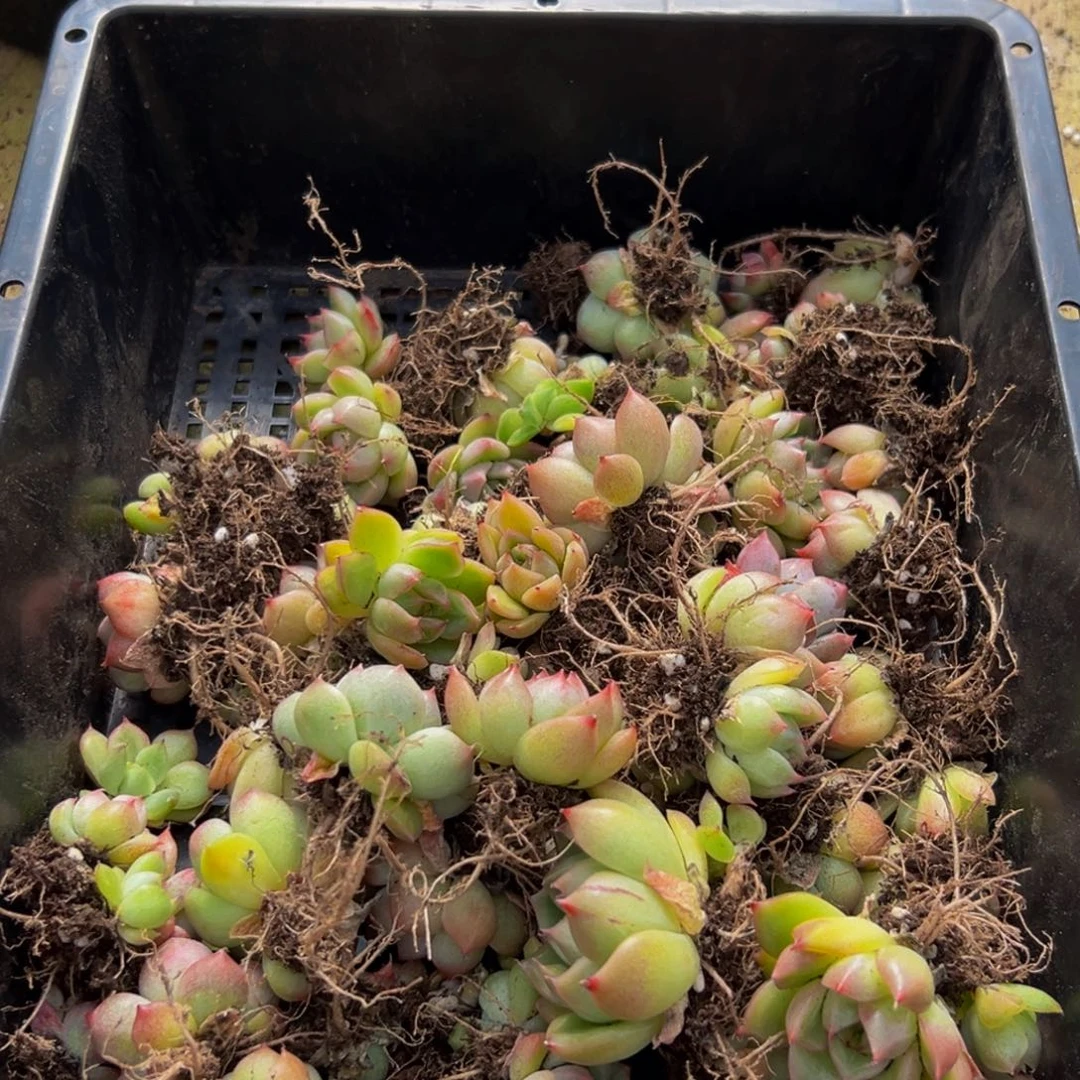 梦***子417，尺寸高规格vvv