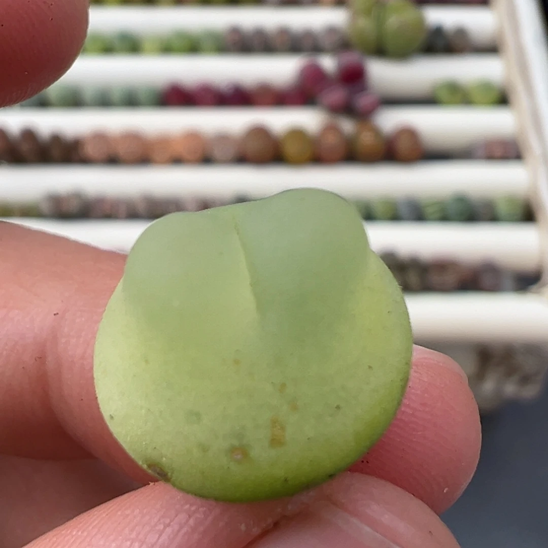 1.2好看的多肉脱土发货141