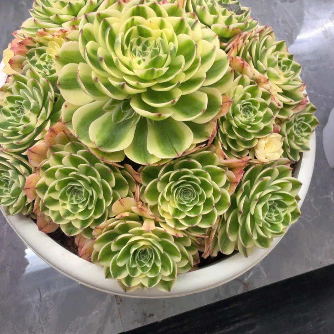 妞****妈伊丽莎白完美手捧