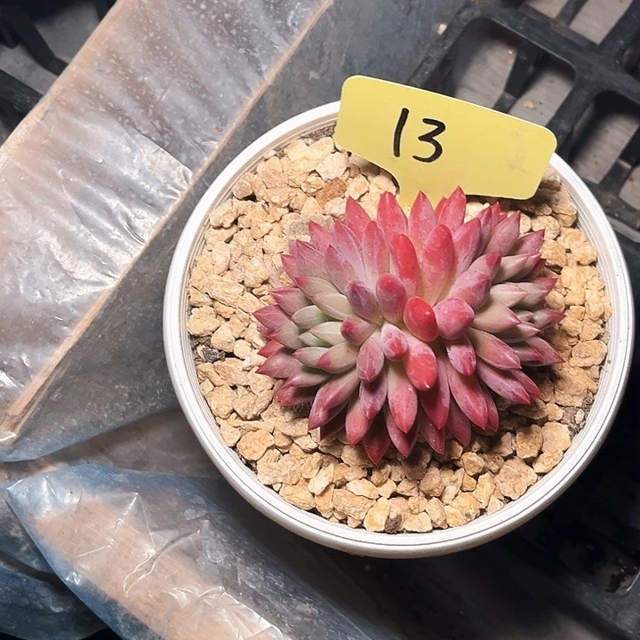 双头虞美人13号码牌子的话题