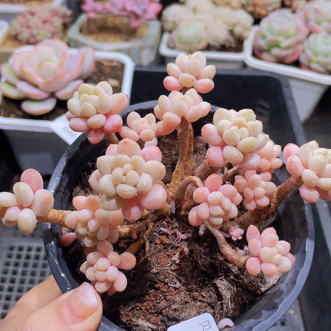 67 精品多肉一物一拍