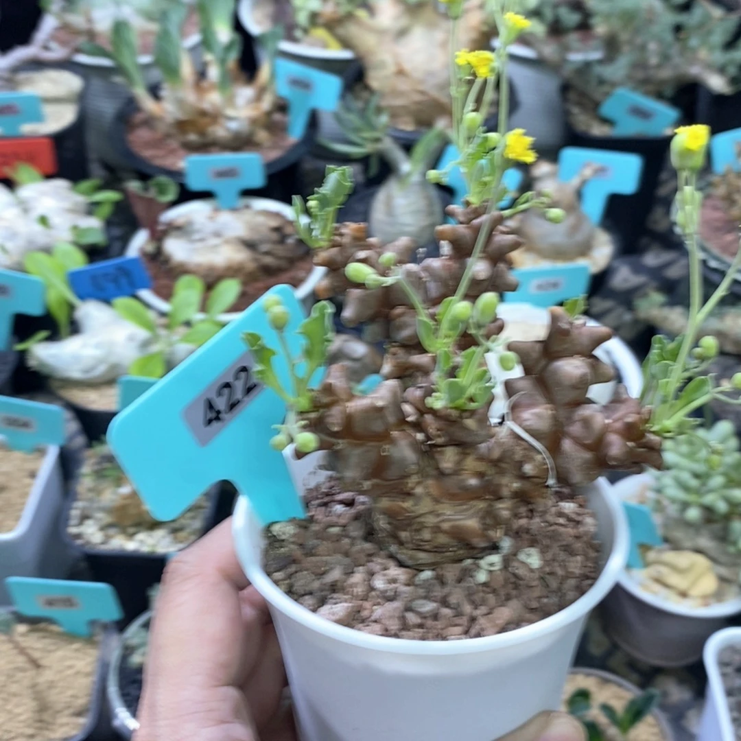 蛮鬼塔厚炖菊多肉植物