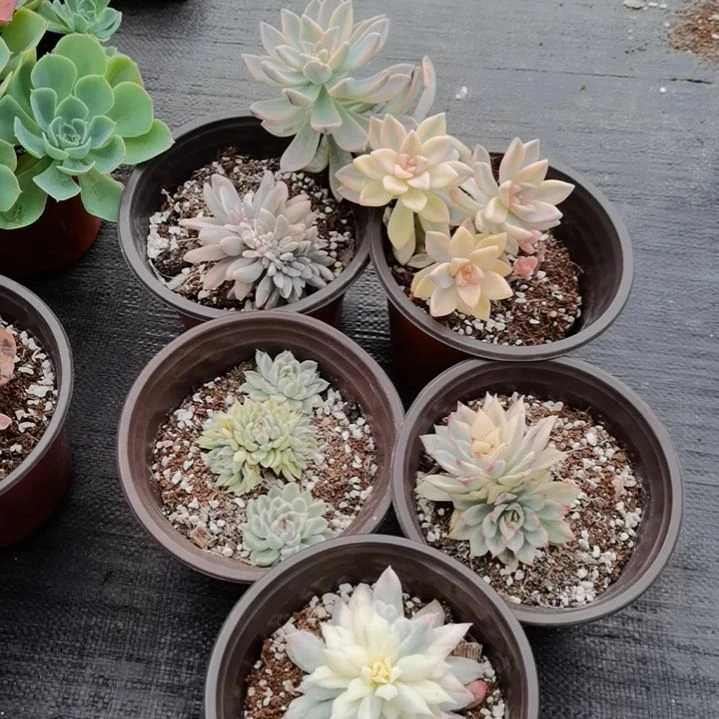 不同品种景天锦5盆包邮（不包偏远地区）