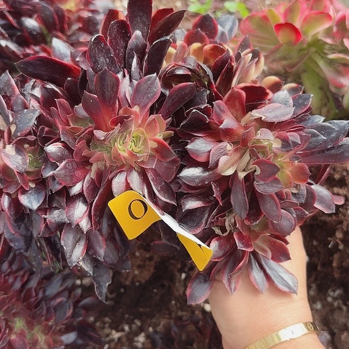 多肉植物福利来0561