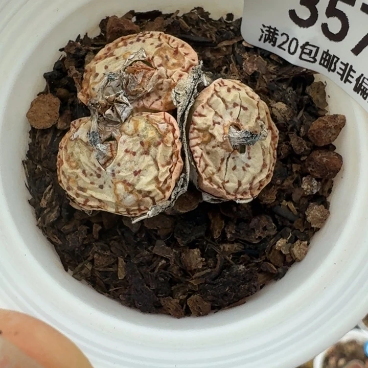 357带盆98999。999