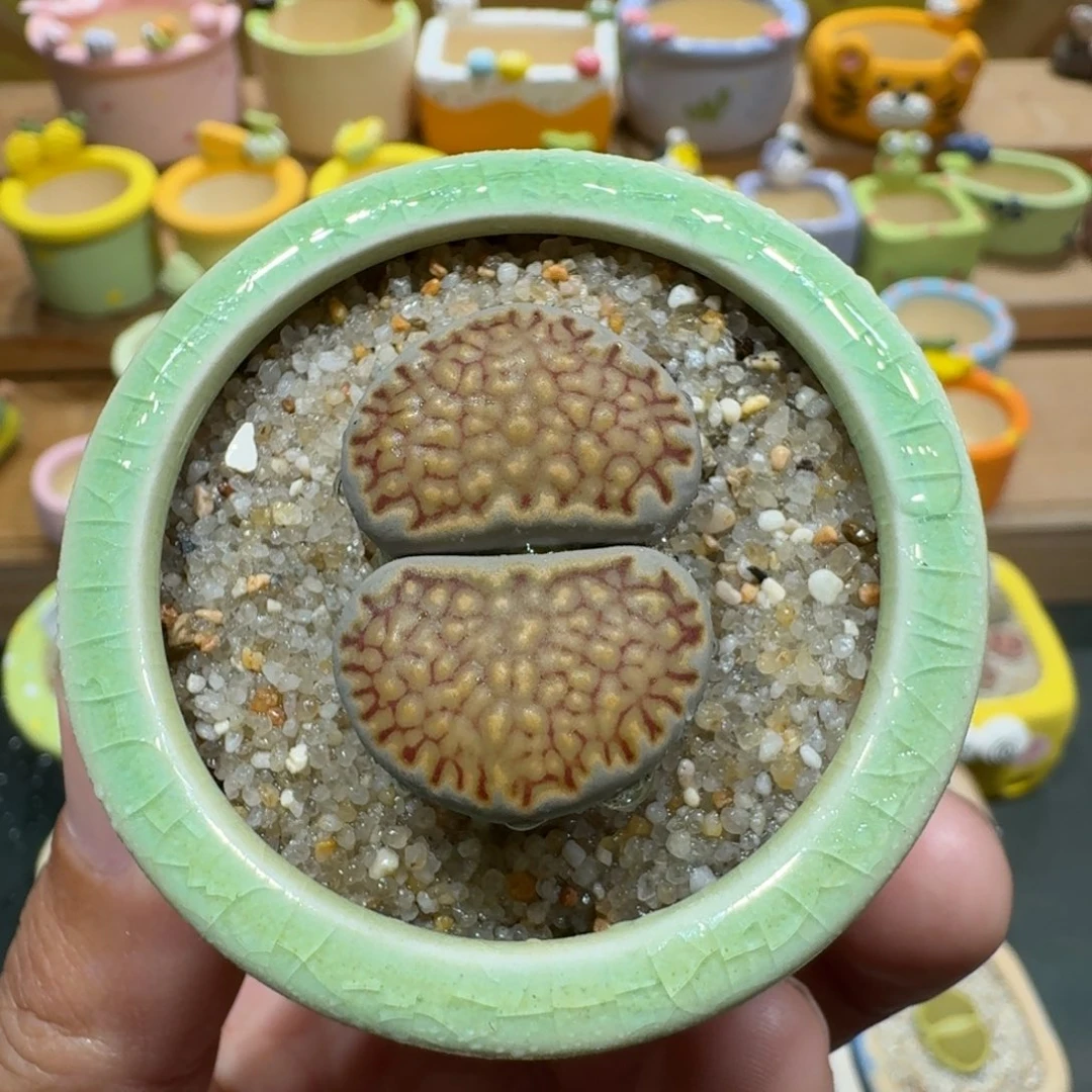 蘑菇1133菊饼多肉植物