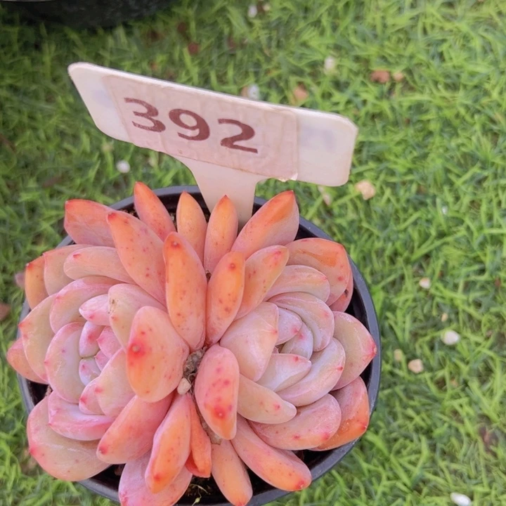 健健康康平平安安