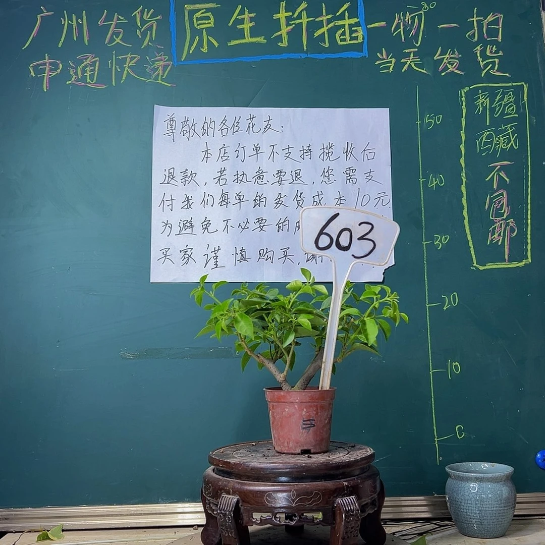 当前无花栽培后可以开花卡亚塔掌中宝603