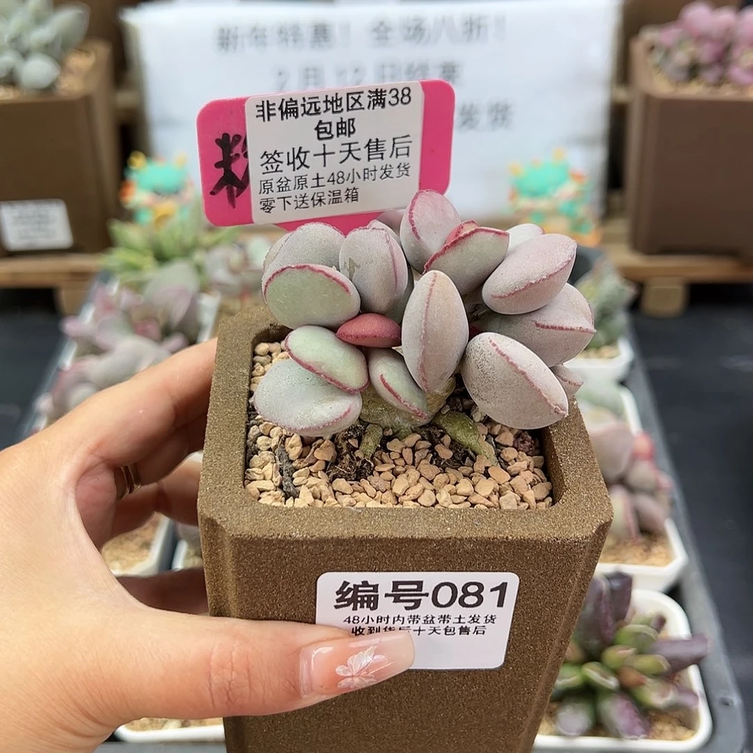 081白肌红蛋多肉植物