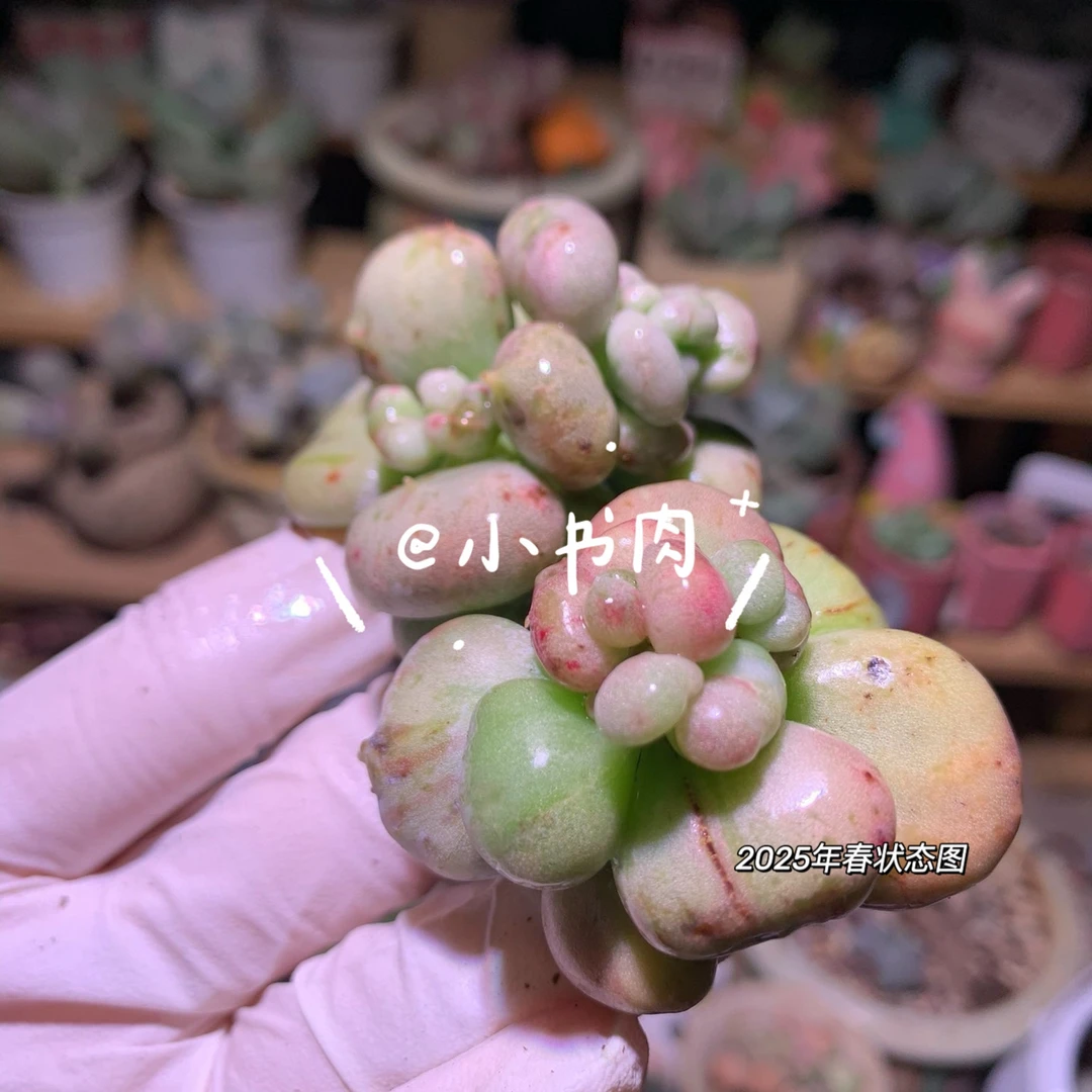 油煎奶酪韩国油炸丸子多肉正版老油煎黄油日系倒刺油煎锦一物一拍