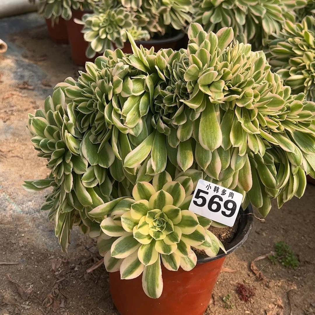 569迈巴赫缀化法师一
