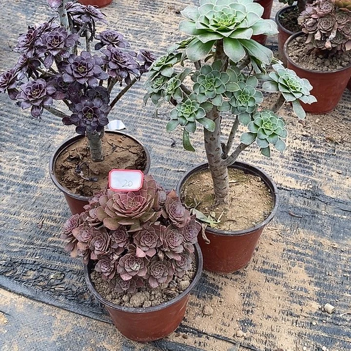 20，3颗多肉法师多肉法师